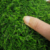 Artificial Lawn Artificial Plastic False Lawn 2 × 10m Kindergarten Roof Balcony False Turf Municipal Greening Park Decoration 3cm Dense Spring Grass